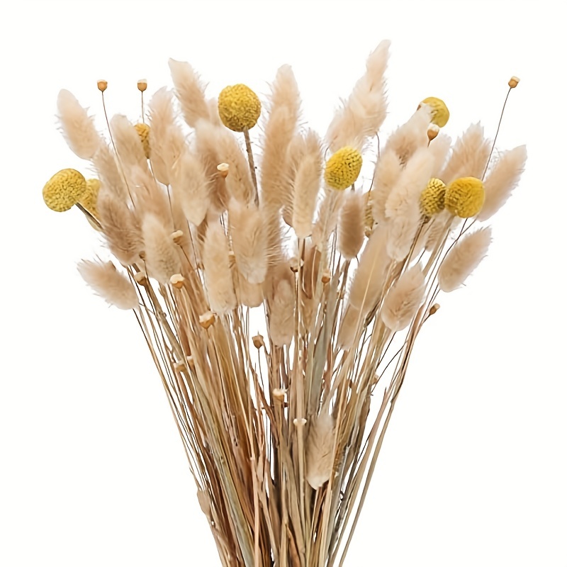 60pcs Natural Dried Bunny Tail Flowers Grass 10pcs Billy - Temu