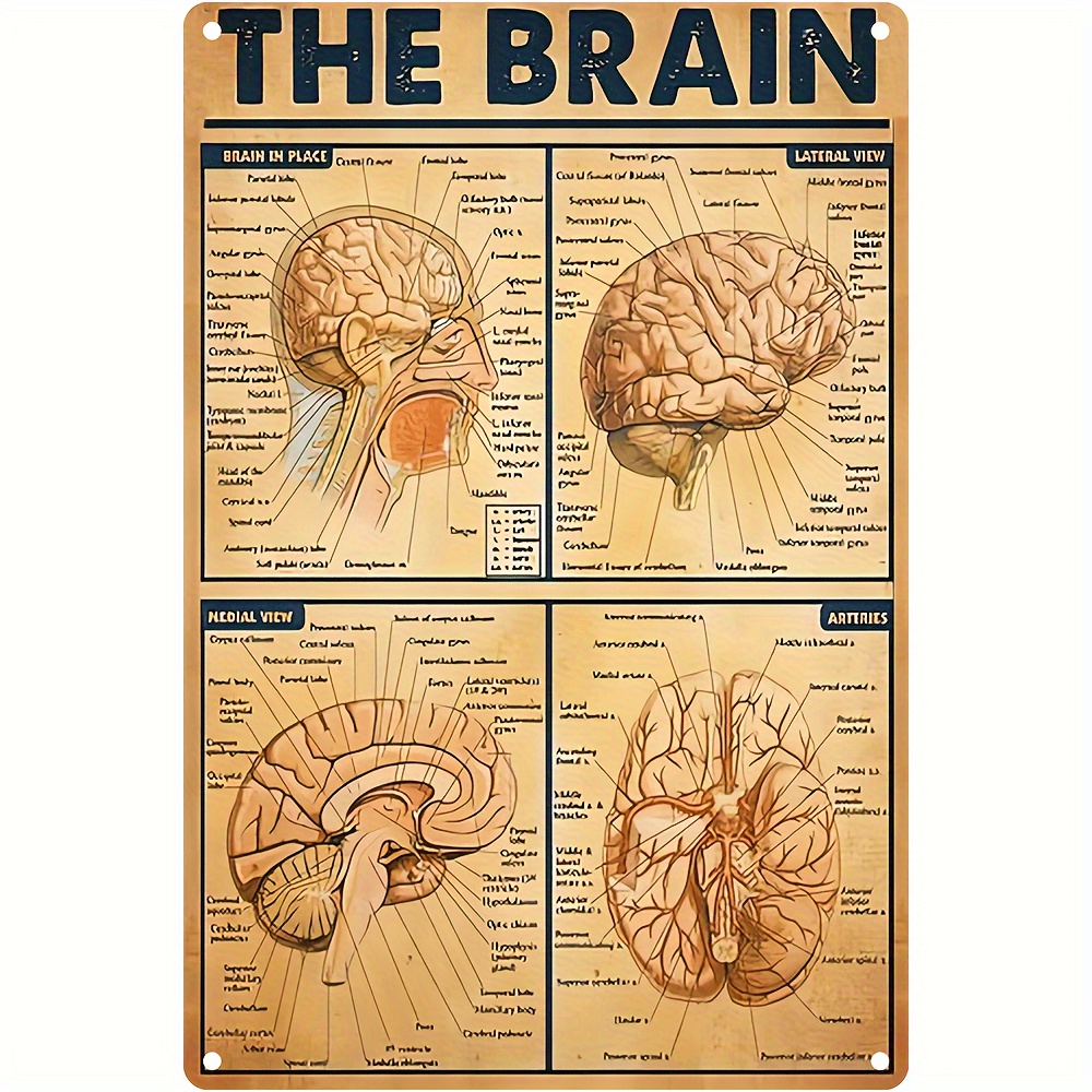 Poster Di Anatomia Umana - Resi Gratuiti Entro 90 Giorni - Temu Italy