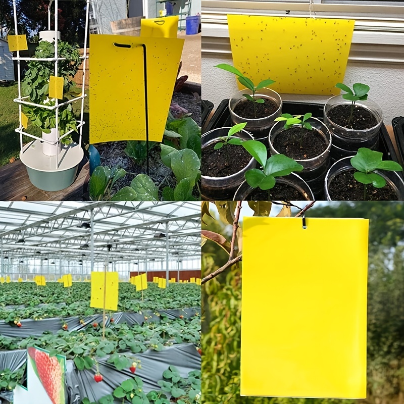 Sticky Traps for Indoor & Greenhouse Insect Monitoring