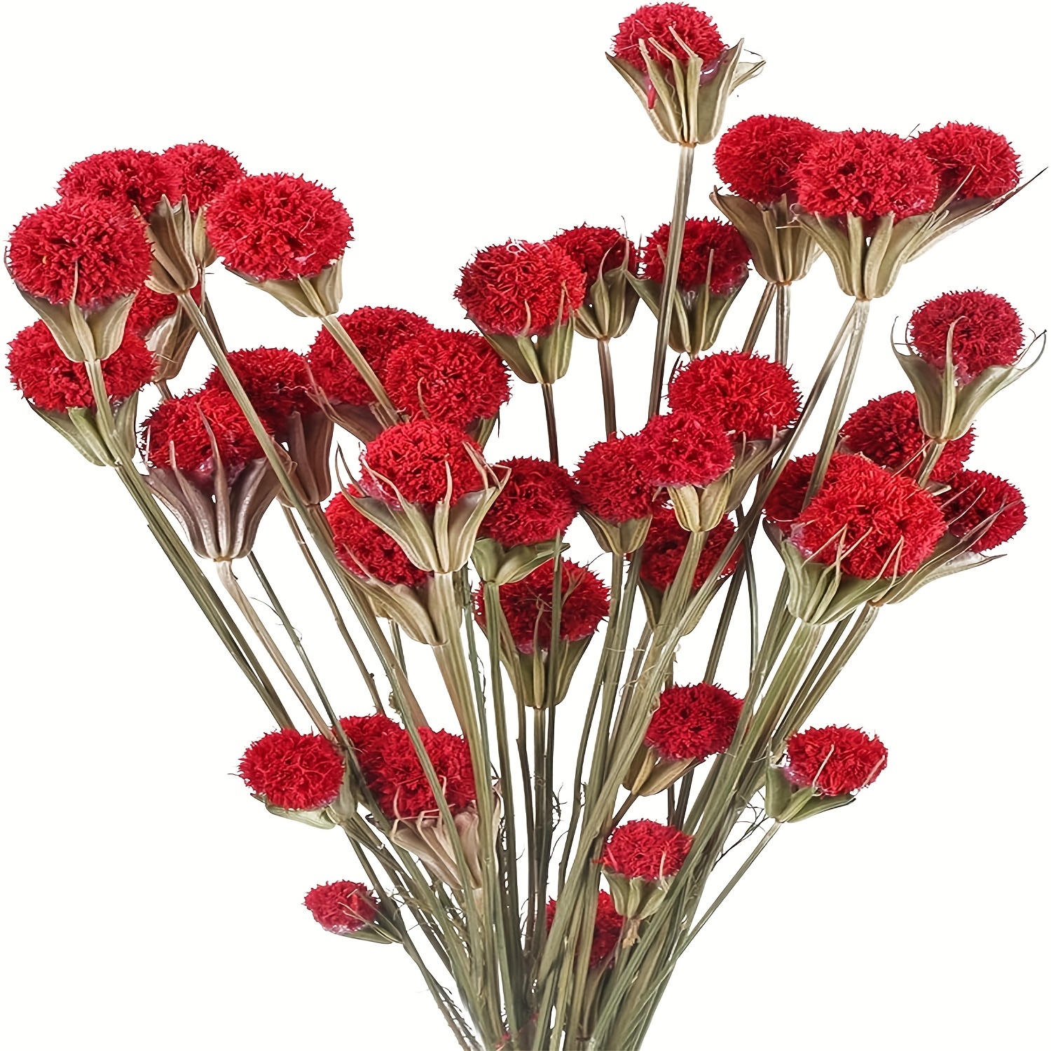  60 Pcs Red Dried Flowers for Vase Bouquet Bulk 16 Mini Billy  Ball Flowers Natural Fall Dried Pine Ball Flowers Eternal Life Flower with  Wedding Decor Bridal Shower Arrangement Party Home