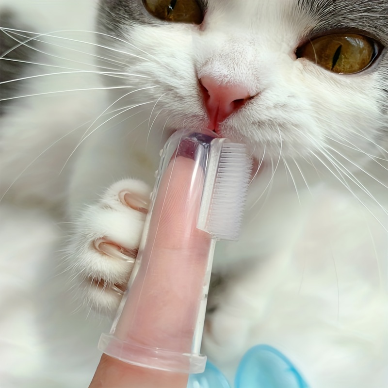 Morin - Détartrage, brosse à dent : l'hygiène dentaire du chat ! - Conseils  et Accessoires pour chien et chat.