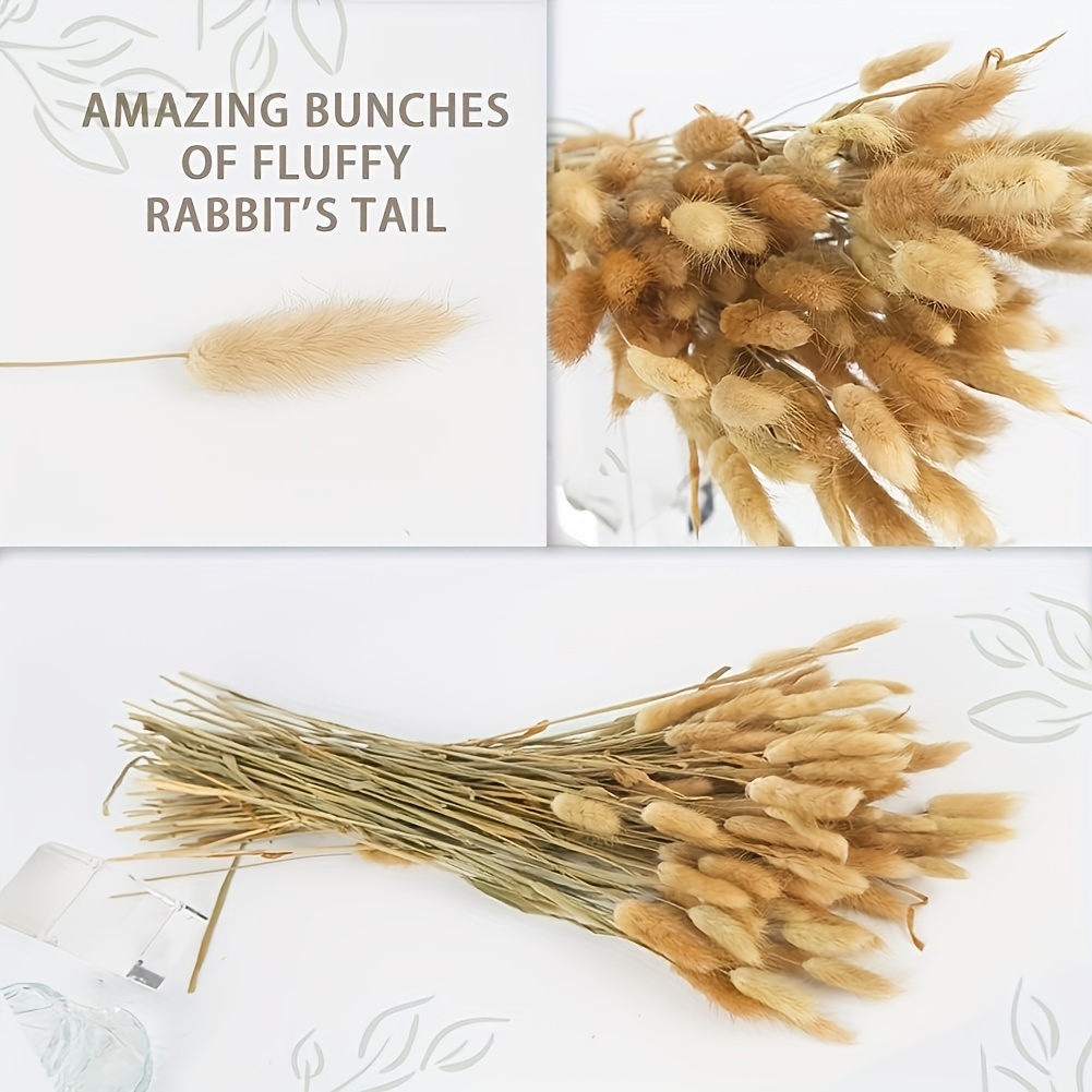 Artificial Dried Rabbit Tail Grass Dried Grasses Natural Dry Temu Germany
