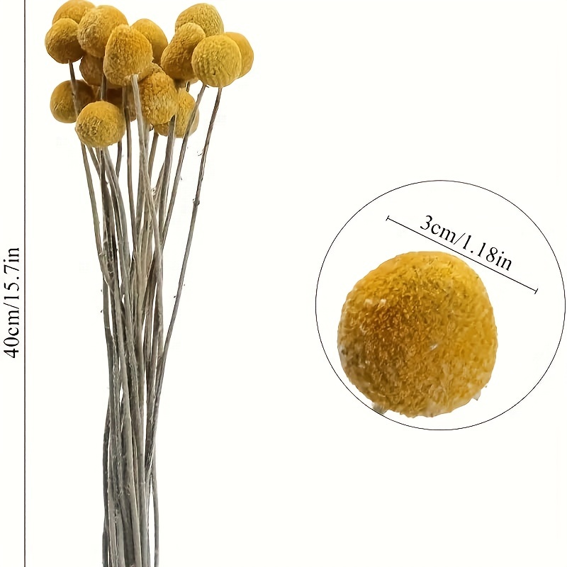 XHXSTORE 36 Balls Natural Dried Flowers Bouquet Craspedia Billy Button  Flowers Stems Christmas Dried Plants Dried White Flower for Dried Floral  Xmas