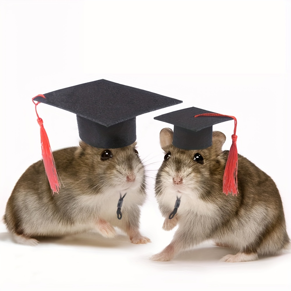 Graduation Hat for Small Pet 