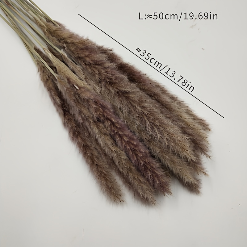 15/30 Pezzi Erba Pampas Essiccata Naturale Fascio Essiccato - Temu Italy