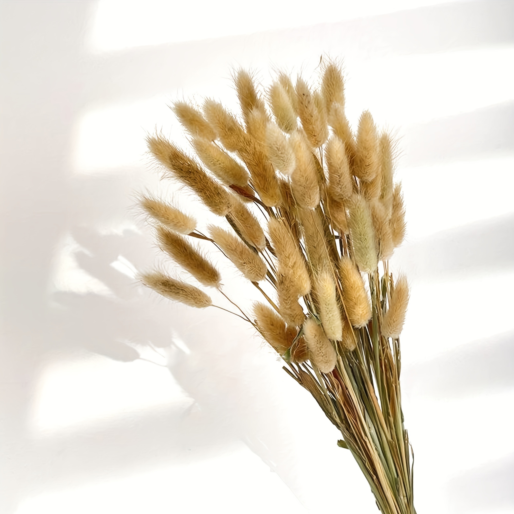 100 piezas de decoración de hierba de pampa seca, colas de conejo, flo–  Flowerhint