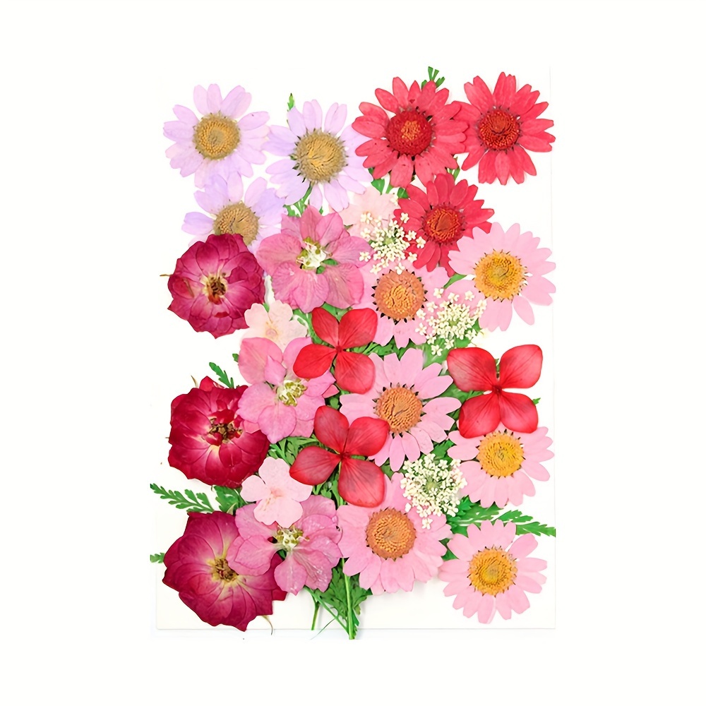 Augshy Flores secas prensadas, flores secas naturales prensadas reales,  flores secas coloridas para joyería de resina, arte de uñas, manualidades
