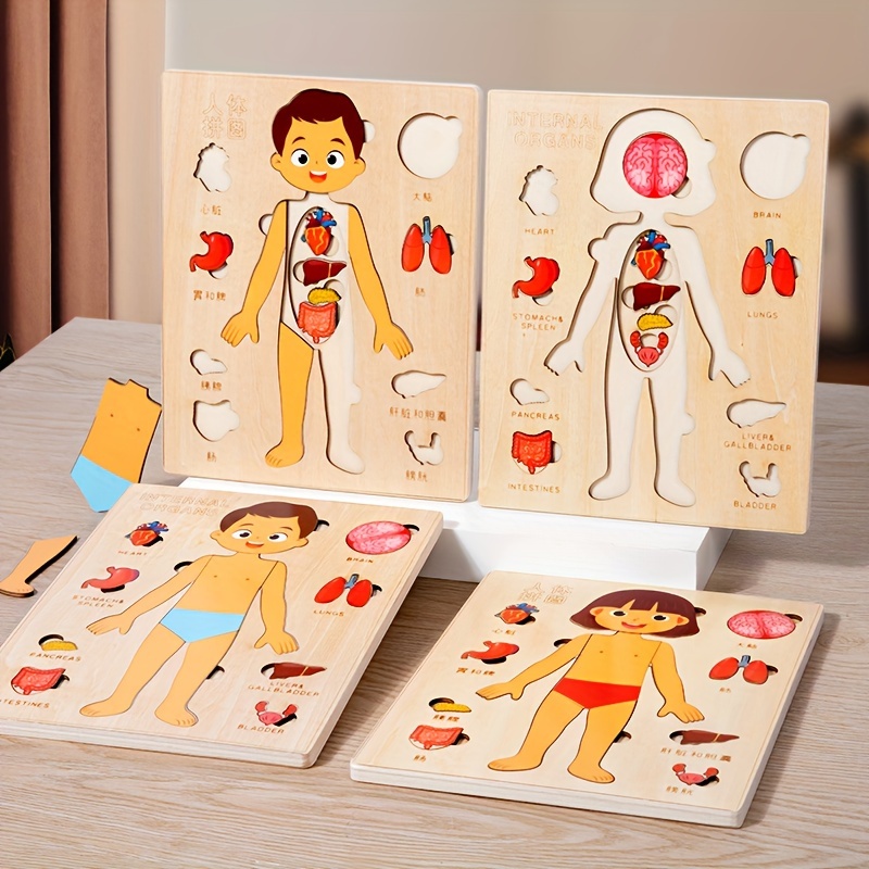 Puzzle en bois du corps humain pour les enfants, Ensemble de jeux  d'anatomie humaine éducatif précoce, Puzzles de bébé cognition corporelle  Enfants Apprentissage précoce Éducatif