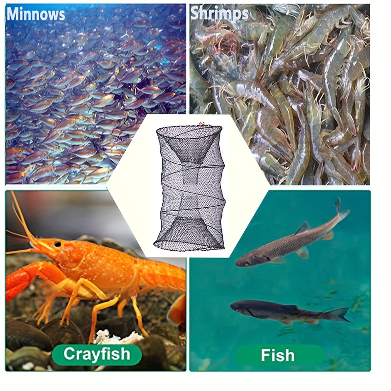 New Hot Sale Portable Mesh Minnow Foldable Fishing Trap Baits Cast Net Crab Fish  Shrimp Minnow 6/7/8 Entrances - Fishing Net - AliExpress