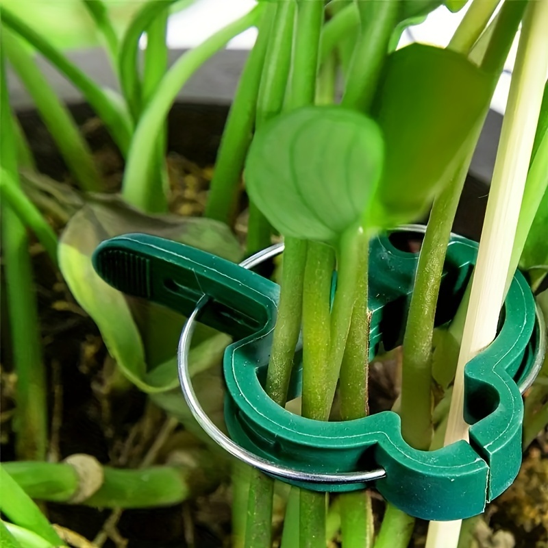 Acheter Clips de support pour plantes de jardin, tomate, légumes, vignes  verticales et faire des plantes, clips de ficelle pour vigne, haricots,  légumes, fruits