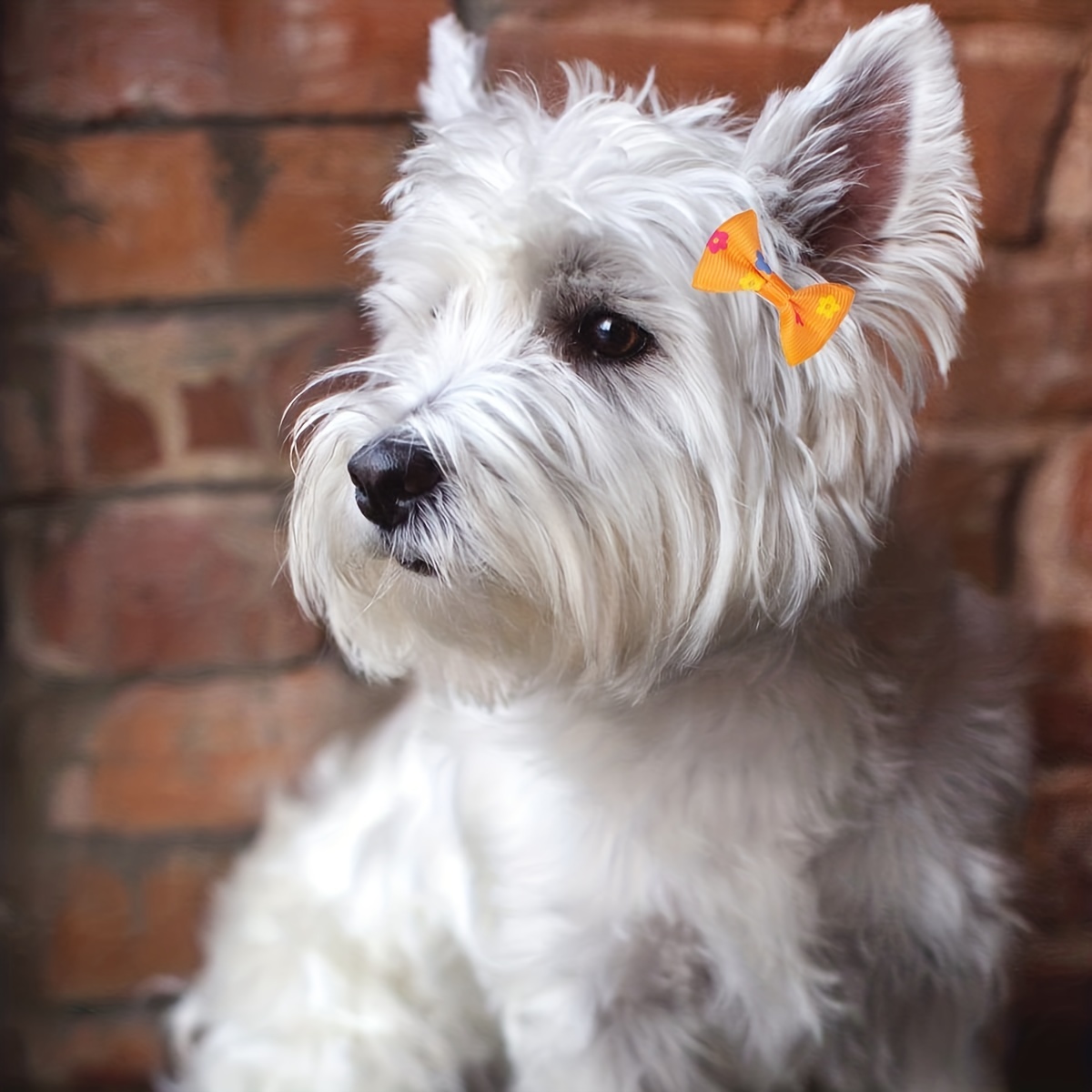 10 peças de laços de cabelo fofinhos para animais de estimação, acessórios  para cabelo de animais de estimação para cães e gatos - Temu Portugal