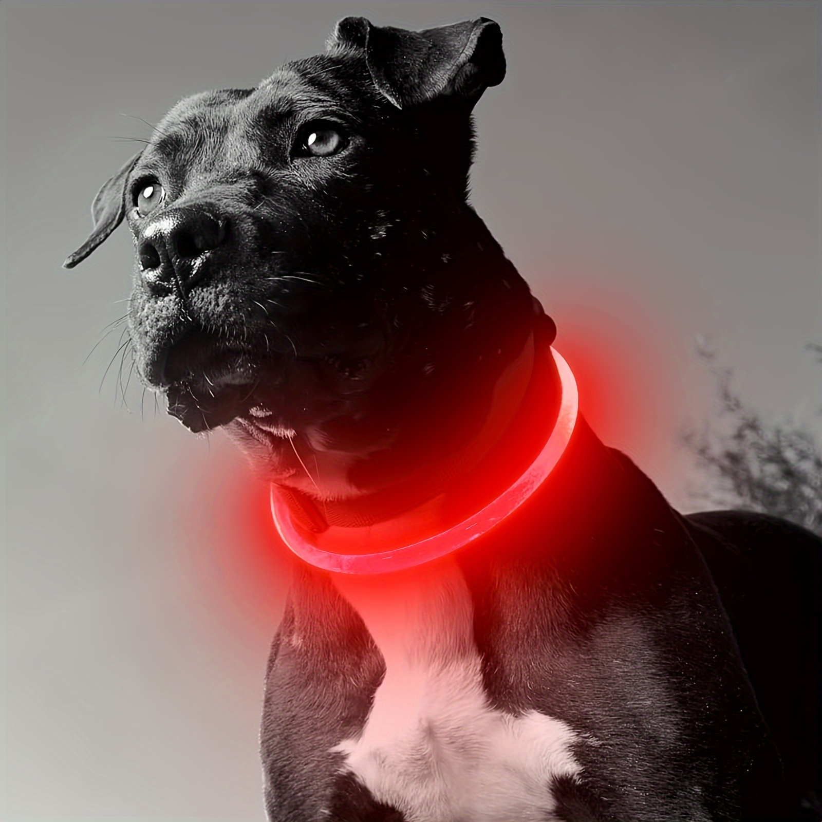 Petbank Collar de perro con luz LED, 7 colores RGB y 5 modos de luz,  ajustable recargable por USB, collares de perro que brillan en la  oscuridad