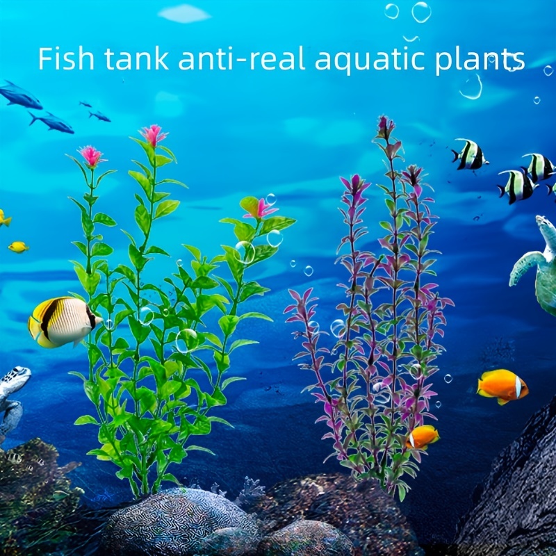 Aquariums  Real Aquatics