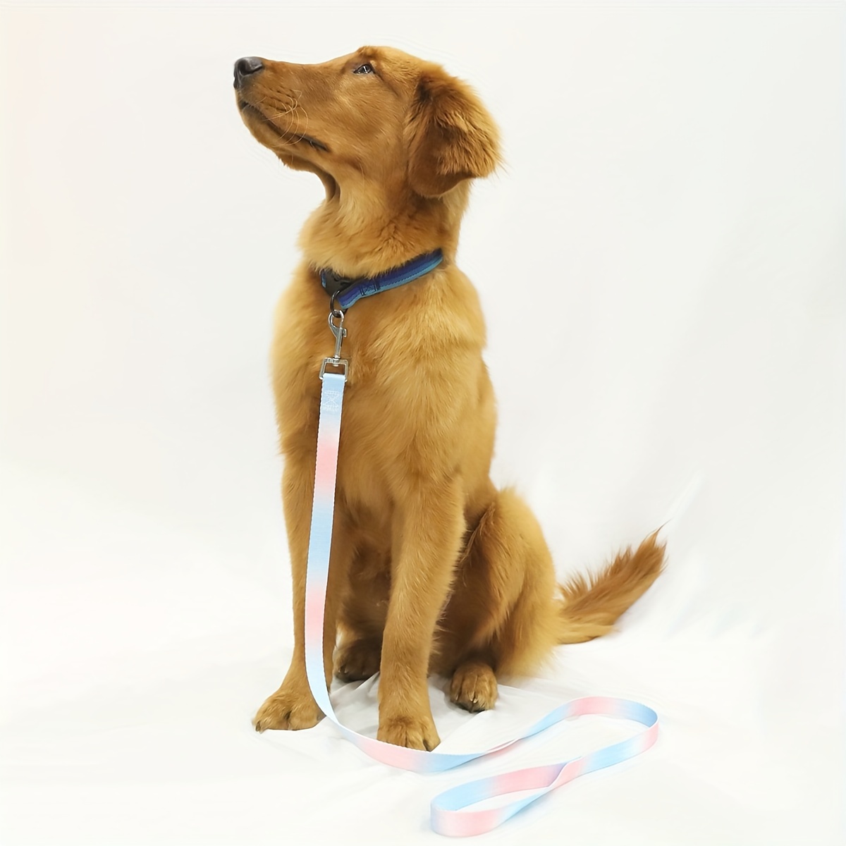 Colorful Dog Leash, Durable Polyester for Indoor & Outdoor Use