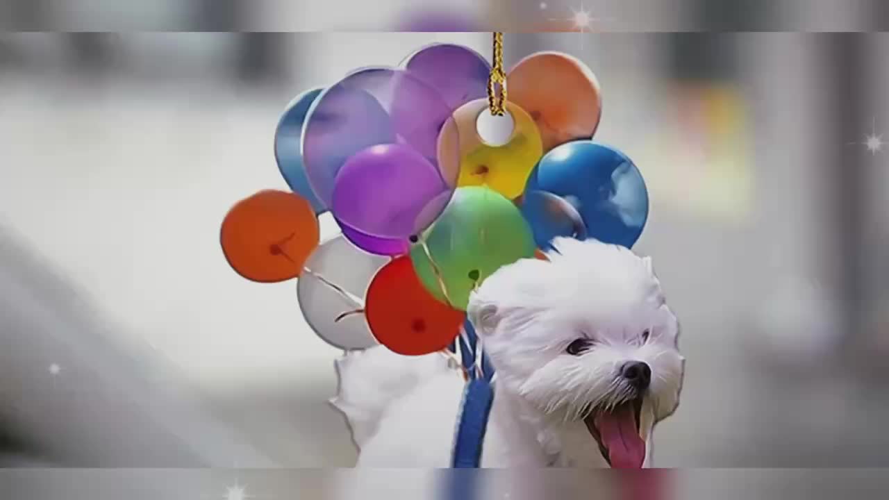 1pc Bunte Ballon Hund Auto Anhänger Acryl Rucksack - Temu Austria