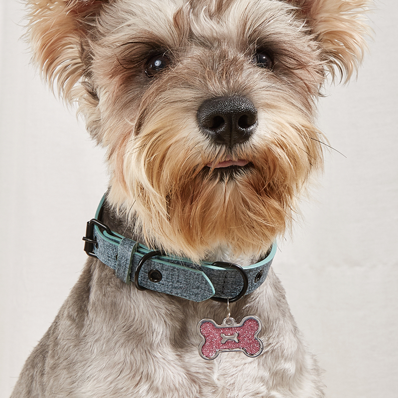 Ty dog collar sales
