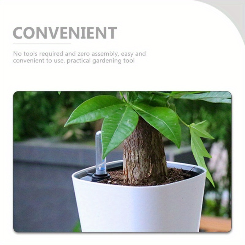 blueberry plants for sale Duke Blueberry Bush for Sale main image 0