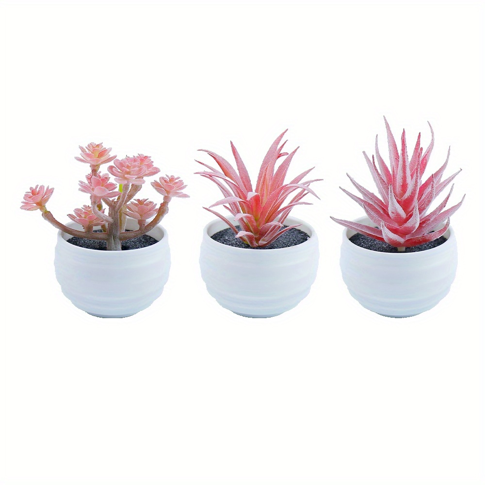 succulent sold on Temu United States