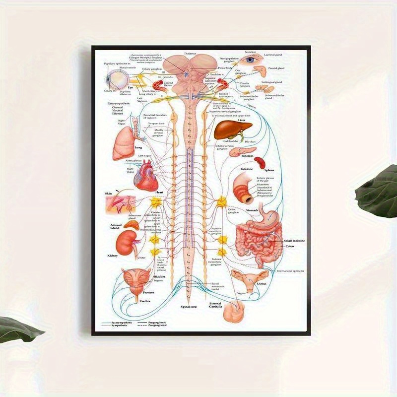 Spinal Nerves Anatomical Chart