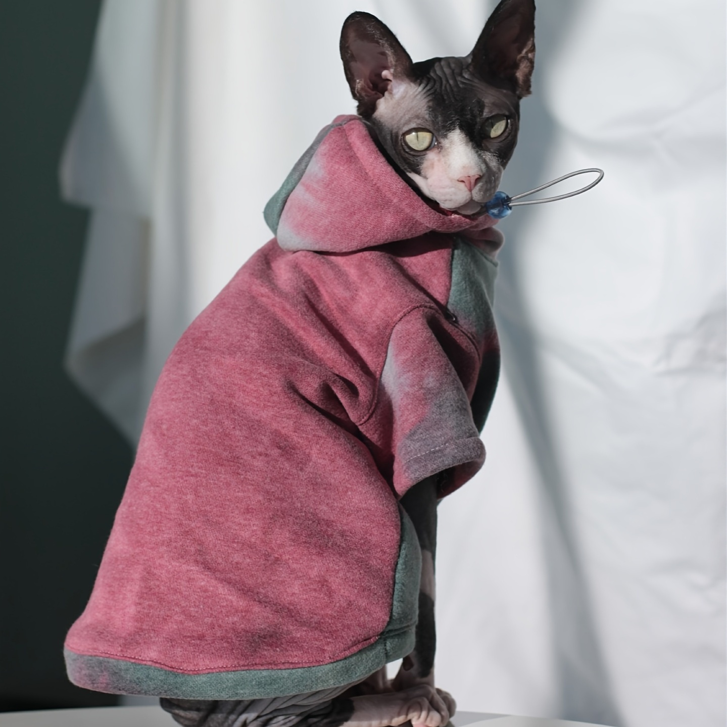 Cat Lovers Hairless Cat With Clothes Solid Color Warm Sphynx
