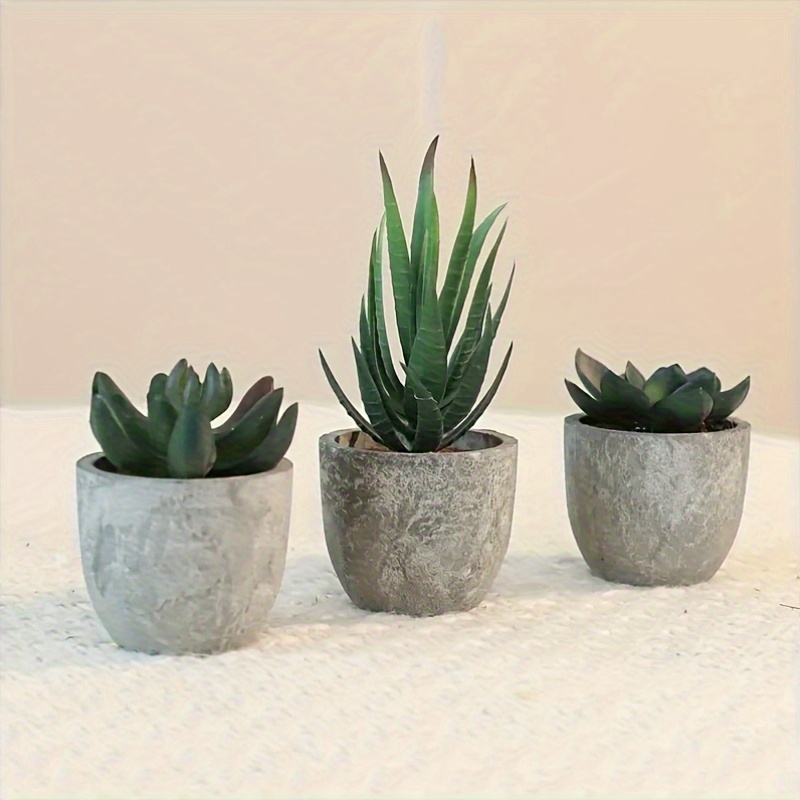 succulent aeonium kiwi Aeonium Kiwi Rare Succulent Aeonium Haworthii Rosette Plant 4 inch / Plastic Pot by Succulents Box main image 1
