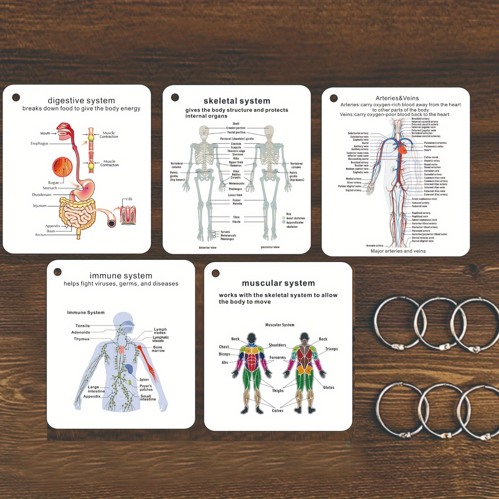Anatomy Flashcards for The Human Body Systems - a Comprehensive Study Guide for Medicine And Nursing, Featuring Illustrations of The Skeletal, Muscular, Digestive, Reproductive, Respiratory, And Circulatory Systems - The Perfect Gift for Students