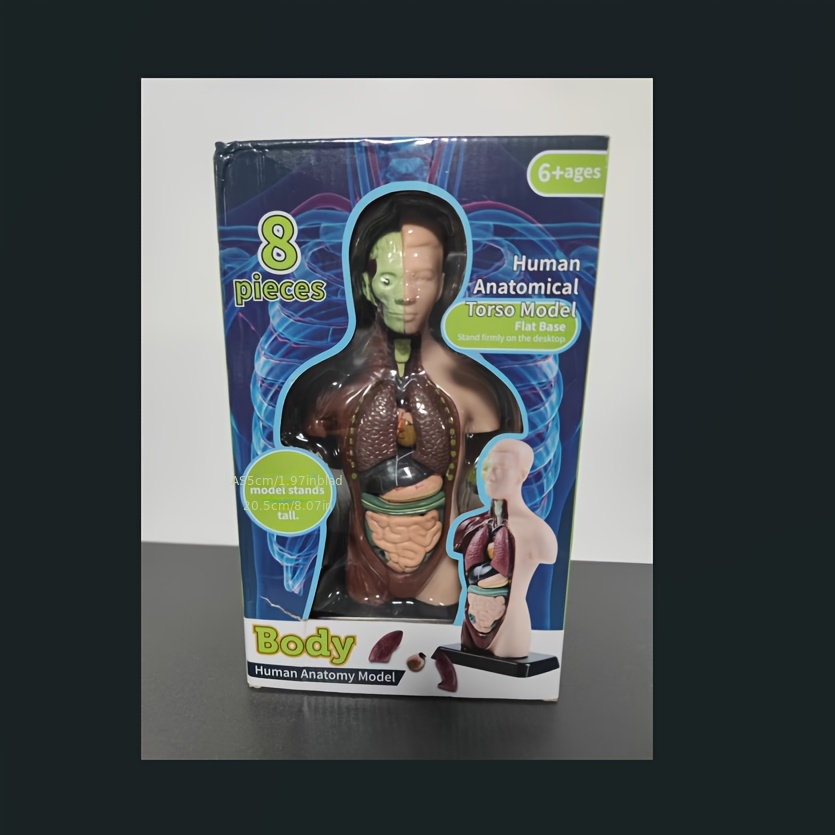 TEMU 8pcs Set 25cm Gift Box Human Anatomy Model Kit Detachable Stem Education Kit - Medical Teaching Simulation Organ Model Kit For Tools