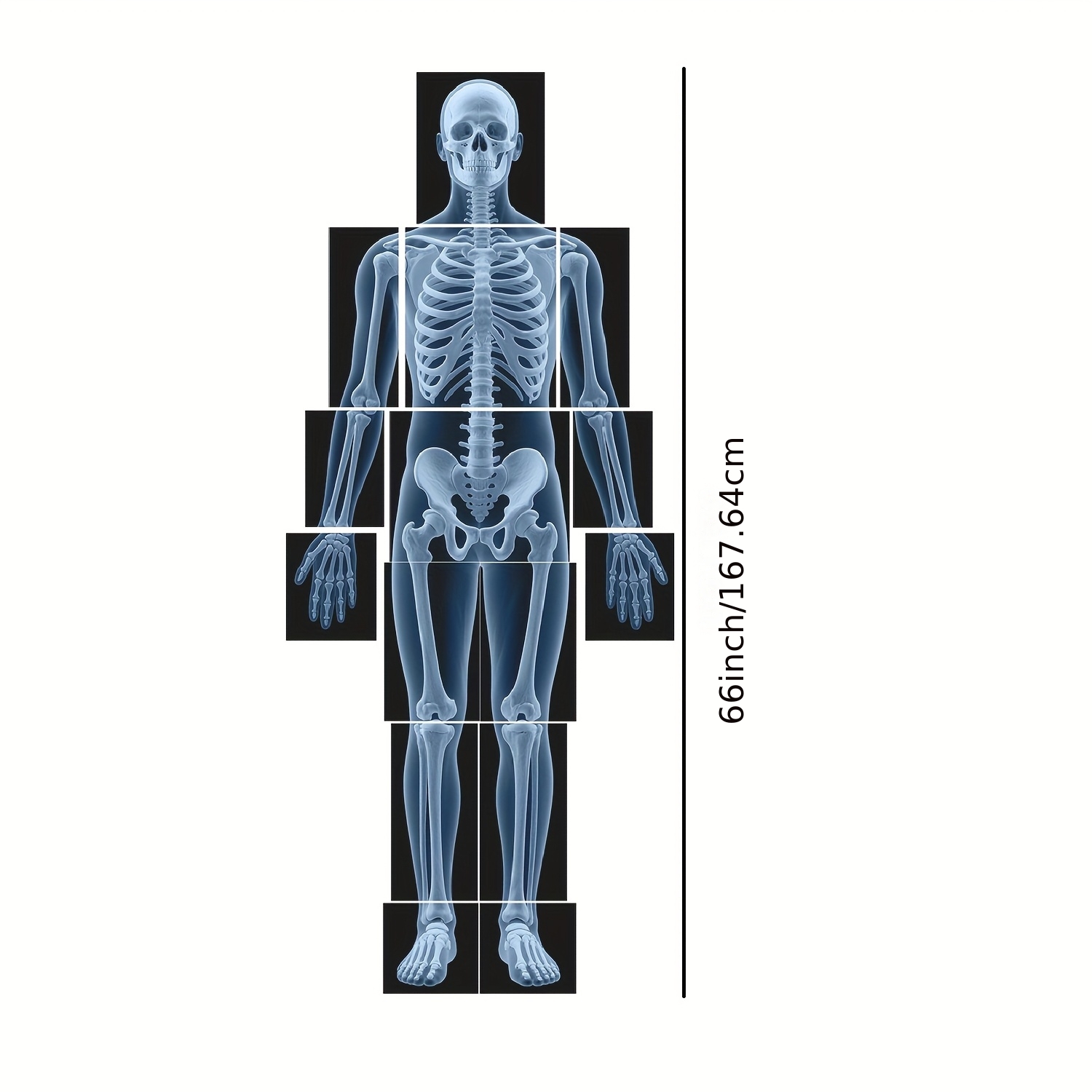 Image of 15 Large-size Human Specimens With Clear Images, Scientific Education Set - Human Anatomy, Animal Skeletons - Anatomy Learning Tool, Suitable For Light Table Light And Shadow Materials Halloween