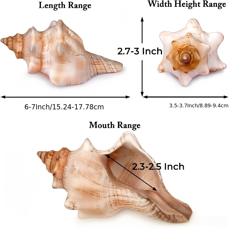 TEMU Giant Natural Conch Shell, Striped Oxypelta Shell, Size 6-7 Inches, Large Seashell, Suitable For Vase Filler, Air Plants, Wedding Decorations,