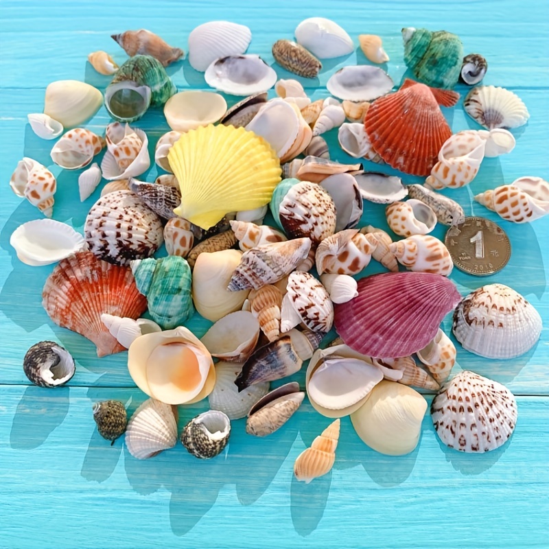 100g/pack Natural Seashell Mix Sea Shells Conch Diy Micro