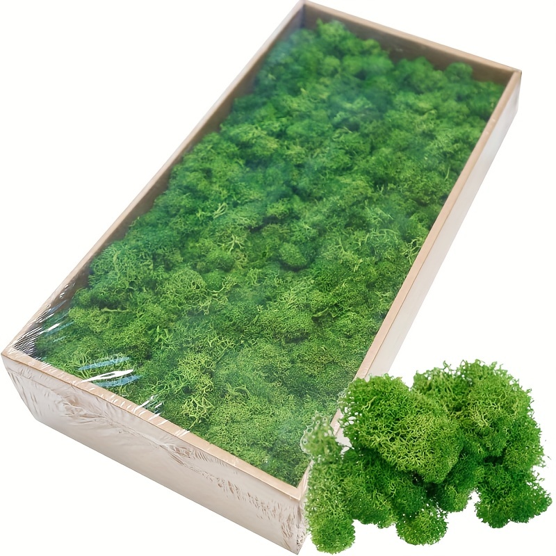 Cojín de musgo preservado de musgo, color verde natural, decorativo, verde  natural, kit de bricolaje, terrarios, jardinería, decoración de pared