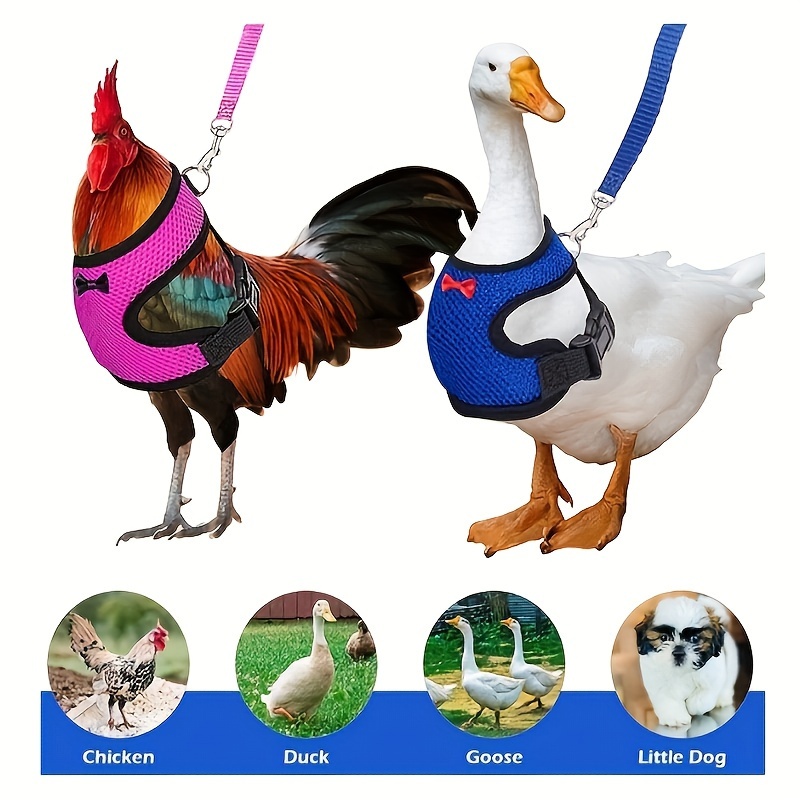 Funny Fighting Chicken Arms Toys Artificial Wearing Muscle Arm for Pigeon  Hen Pet Theme Party Props Chicken Accessories Supplies - AliExpress