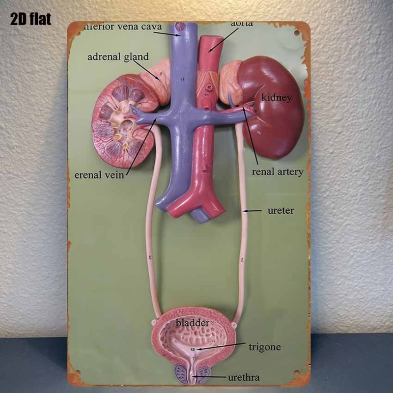 human anatomy posters sold on Temu United States