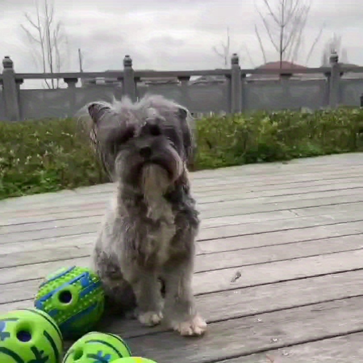 Gran Pelota Perro Wobble Giggle Juguete Interactivo Perros - Temu Mexico