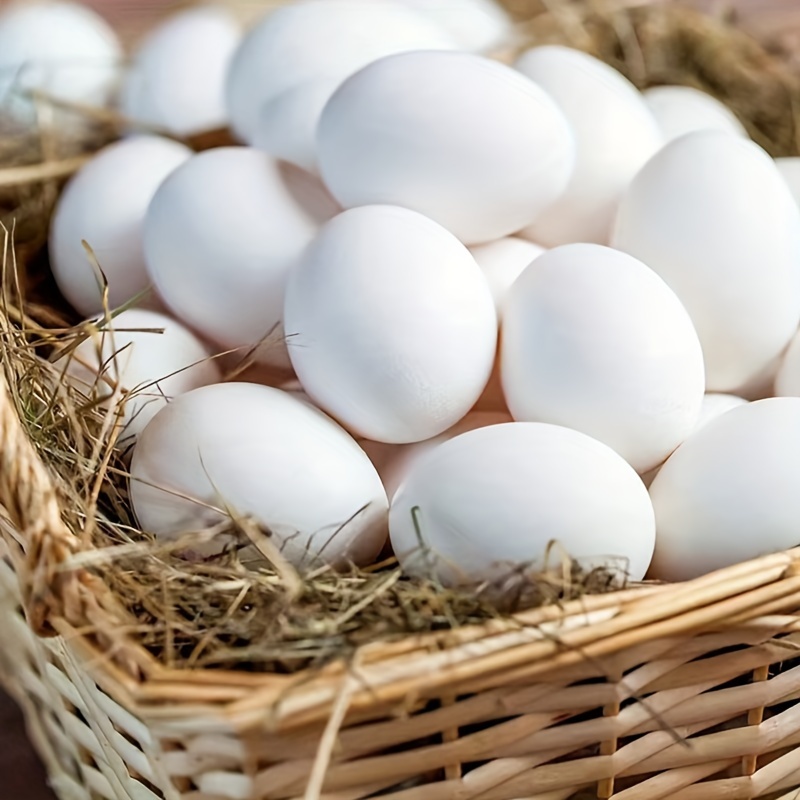 10 Uova Finte In Plastica Solida Piccione Uova Finte - Temu Italy