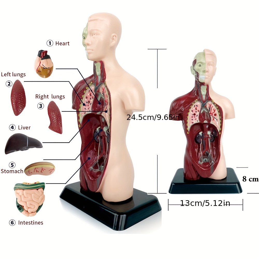 Modèle anatomique d'anatomie du corps du torse humain unisexe