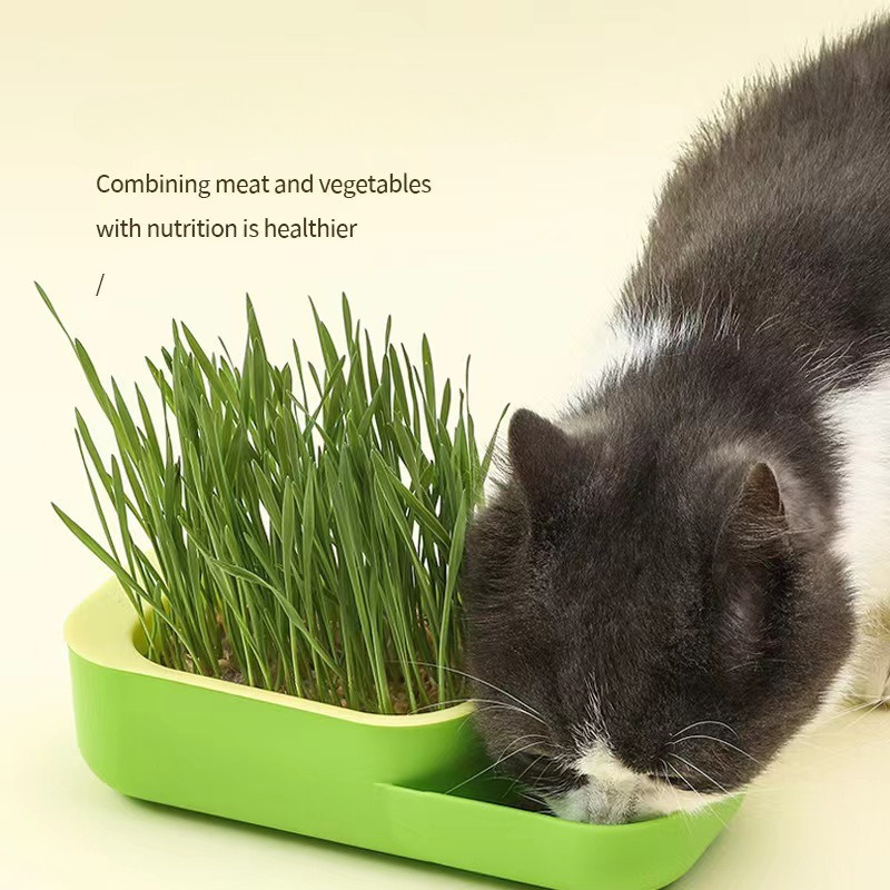 Catgrass hors-sol Cat Grass Snack Kit culture Boîte plantation d'herbe chat√  Z9