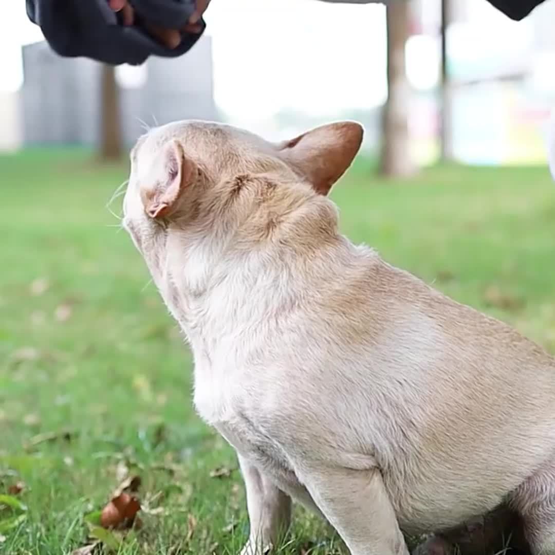 sweatshirt para gatos calvos roupa de gato roupa para - Temu Portugal, image size:1080x1080