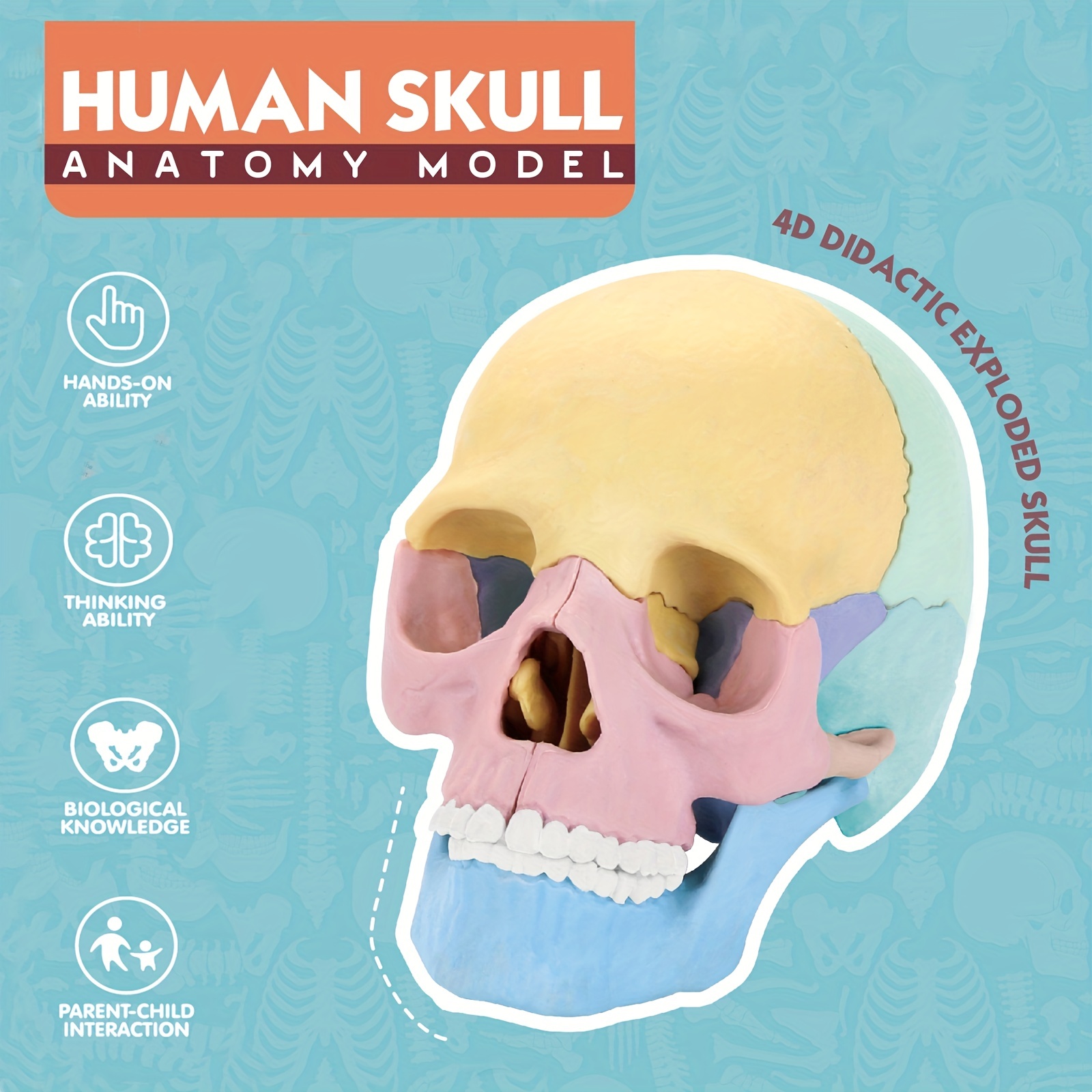 Modelo de anatomía de torso humano desmontable Esqueleto Visceral para  estudiantes de medicina Estudio 11 pulgadas