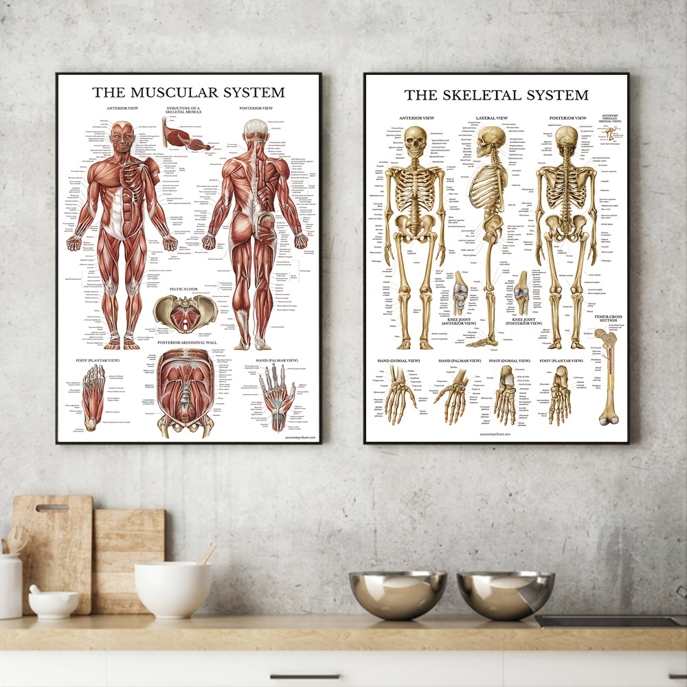 Poster Di Anatomia Umana - Resi Gratuiti Entro 90 Giorni - Temu Italy
