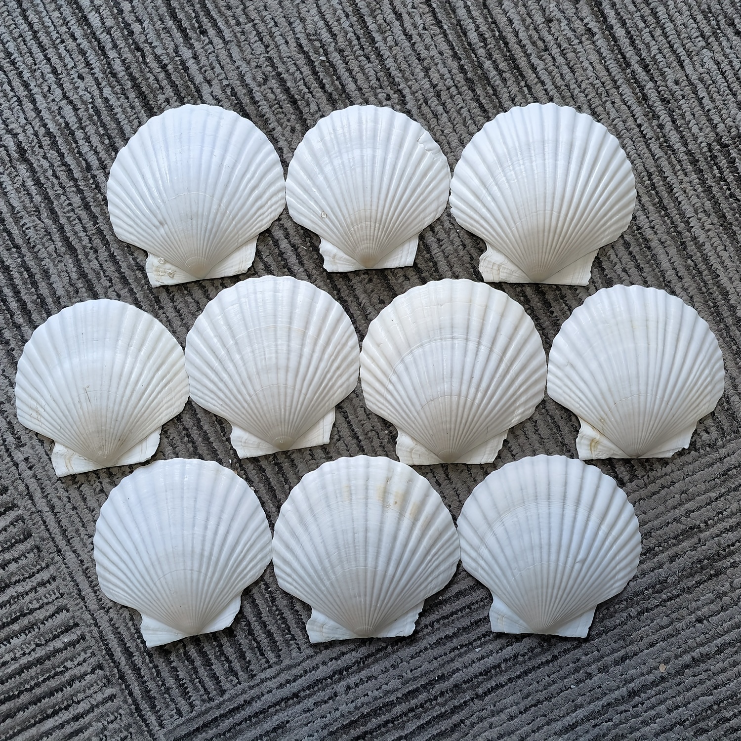 20pcs Natural Scallop Shells for DIY Crafts, Home Decor, and Vase Filler -  White Sea Shells from the Beach