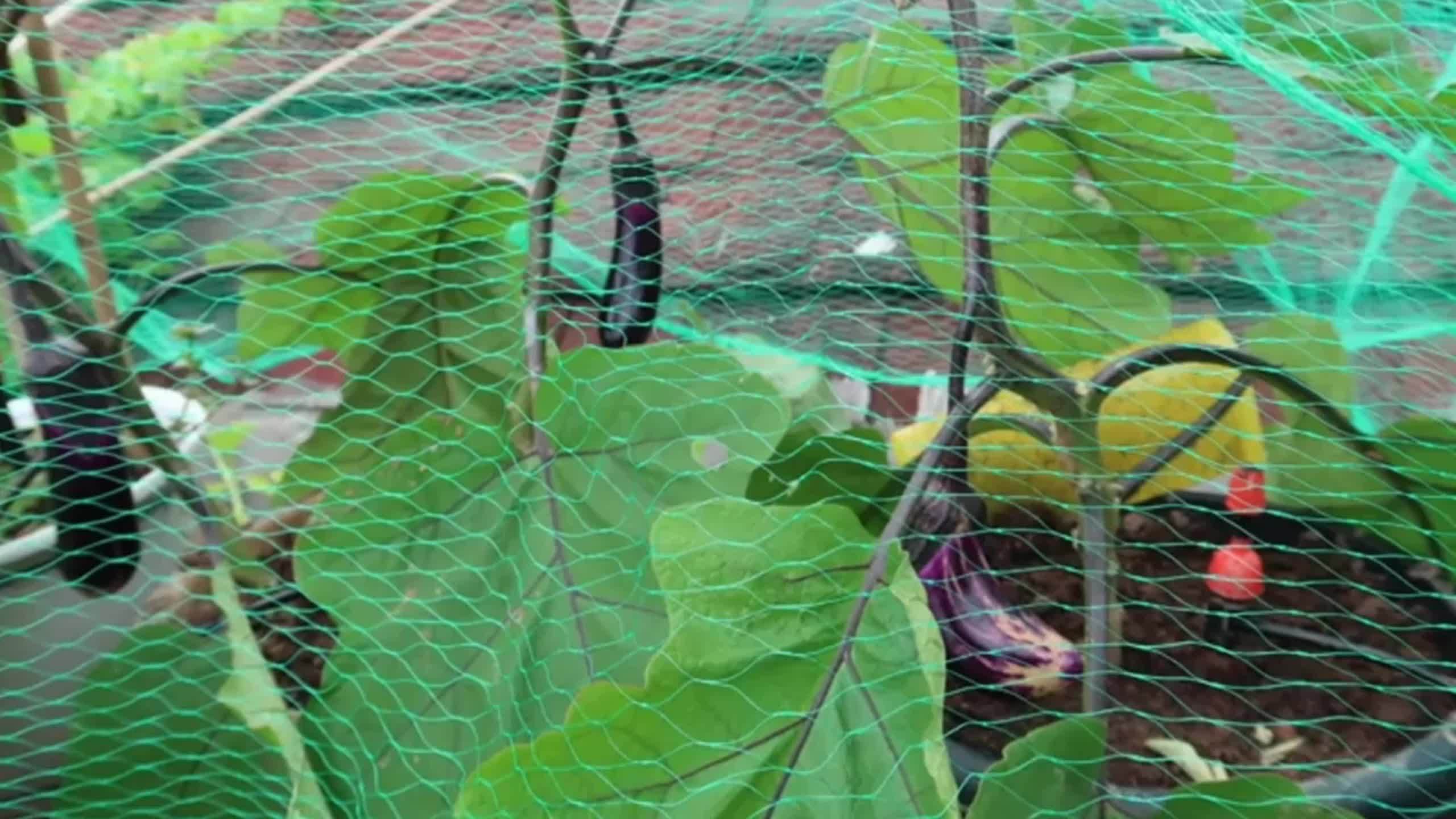 Garden Protection Vegetable Plants Fruit Trees Bird Nets - Temu