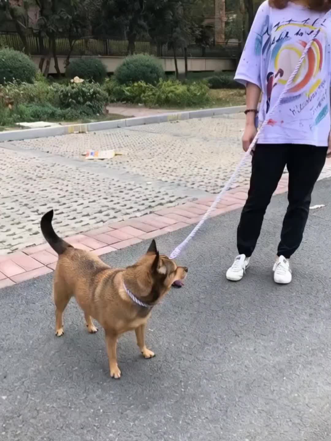 Hands-Free Dog Leash with Adjustable Length