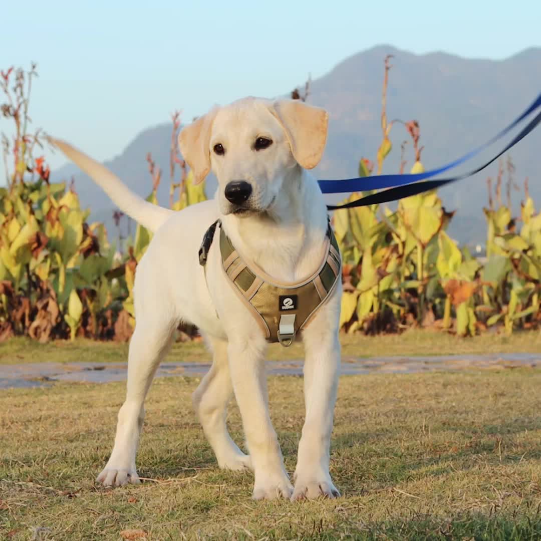 labrador belt