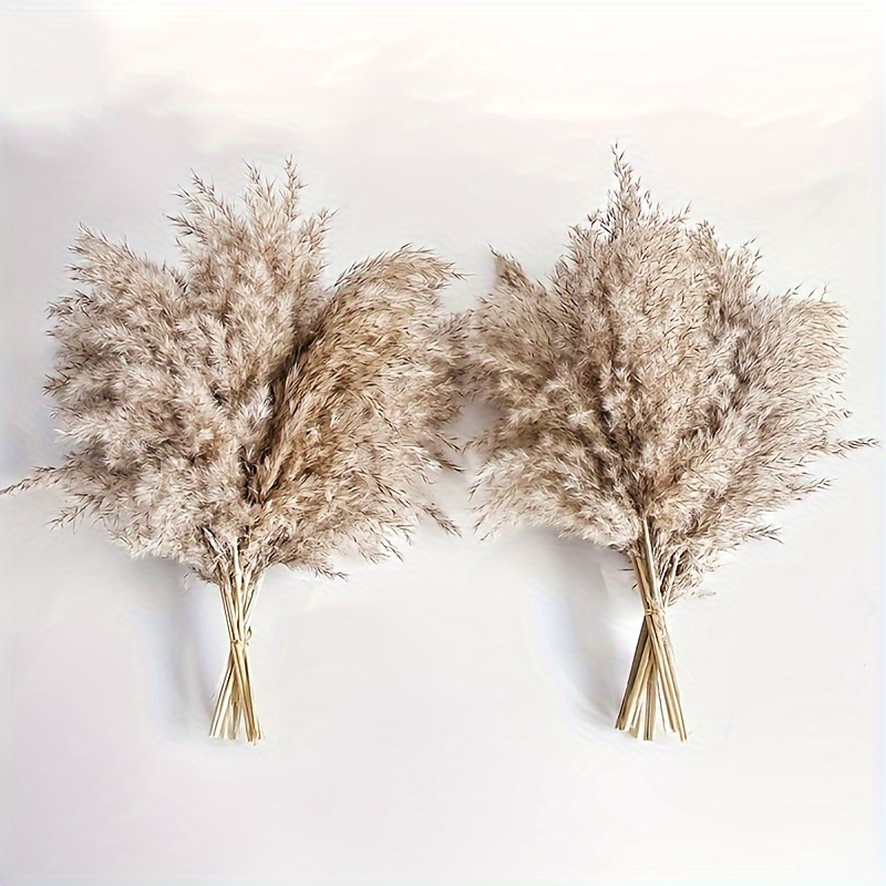 Natural Pampas Grass - Free Shipping For New Users - Temu Switzerland