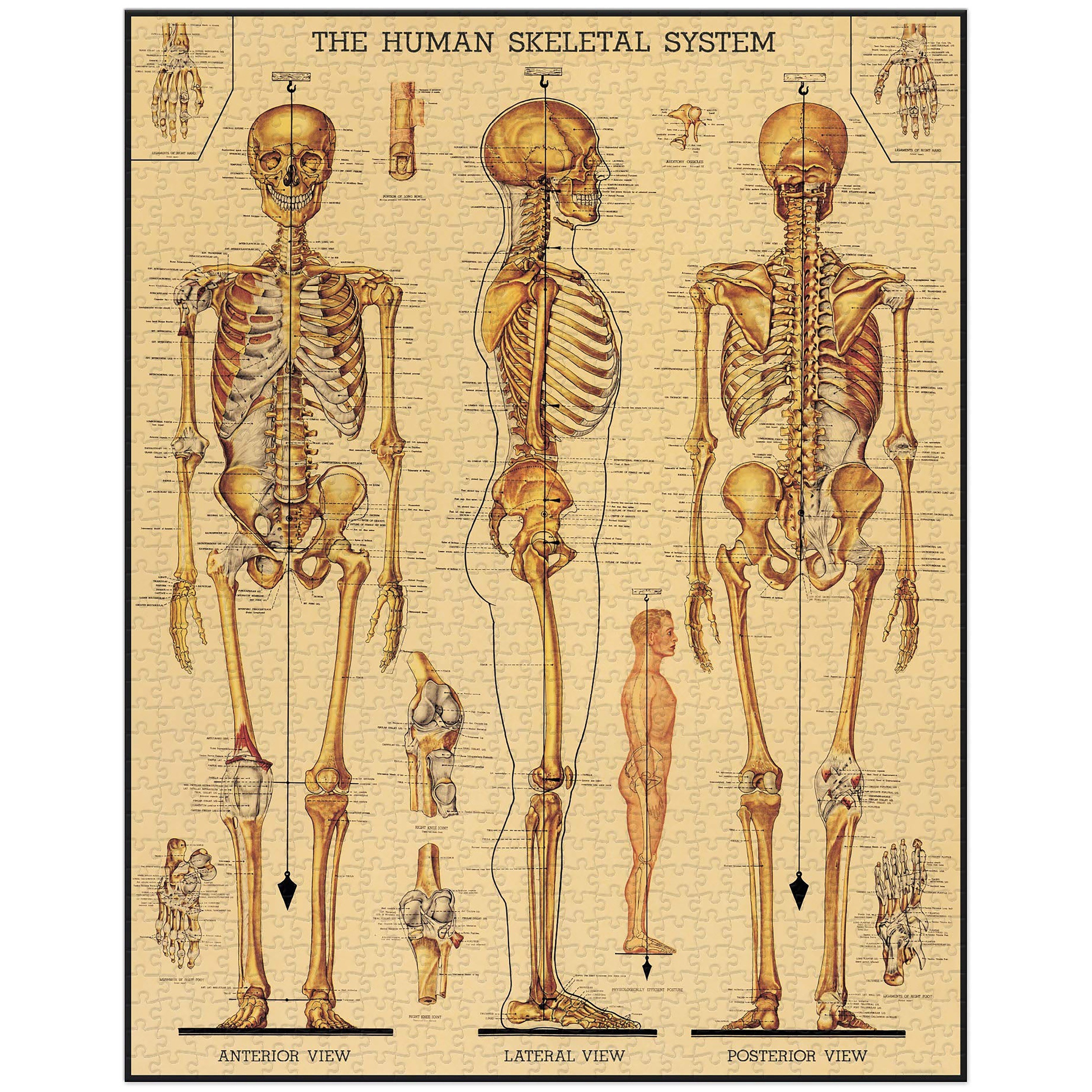 Modello di Scheletro Umano per Anatomia Scheletro Anatomico Scheletro Umano  Decorazione di Anatomia per Lo Studio del Sistema Scheletrico, Educativo :  : Commercio, Industria e Scienza