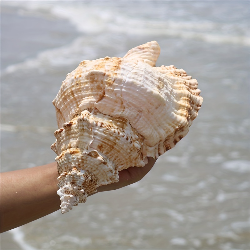 Scallop Shells for Crafts 4-5 Inches, 10Pcs Large Sea Shells for Decorating,  Whi