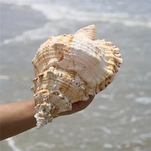 Large Shells - Temu