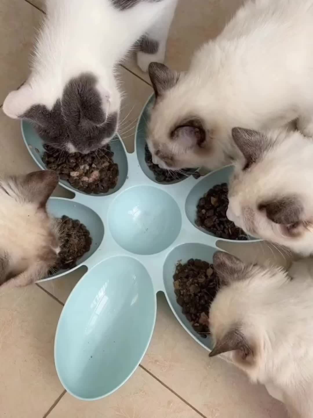 Cat Plastic Shaped Bowl Dish For Multiple