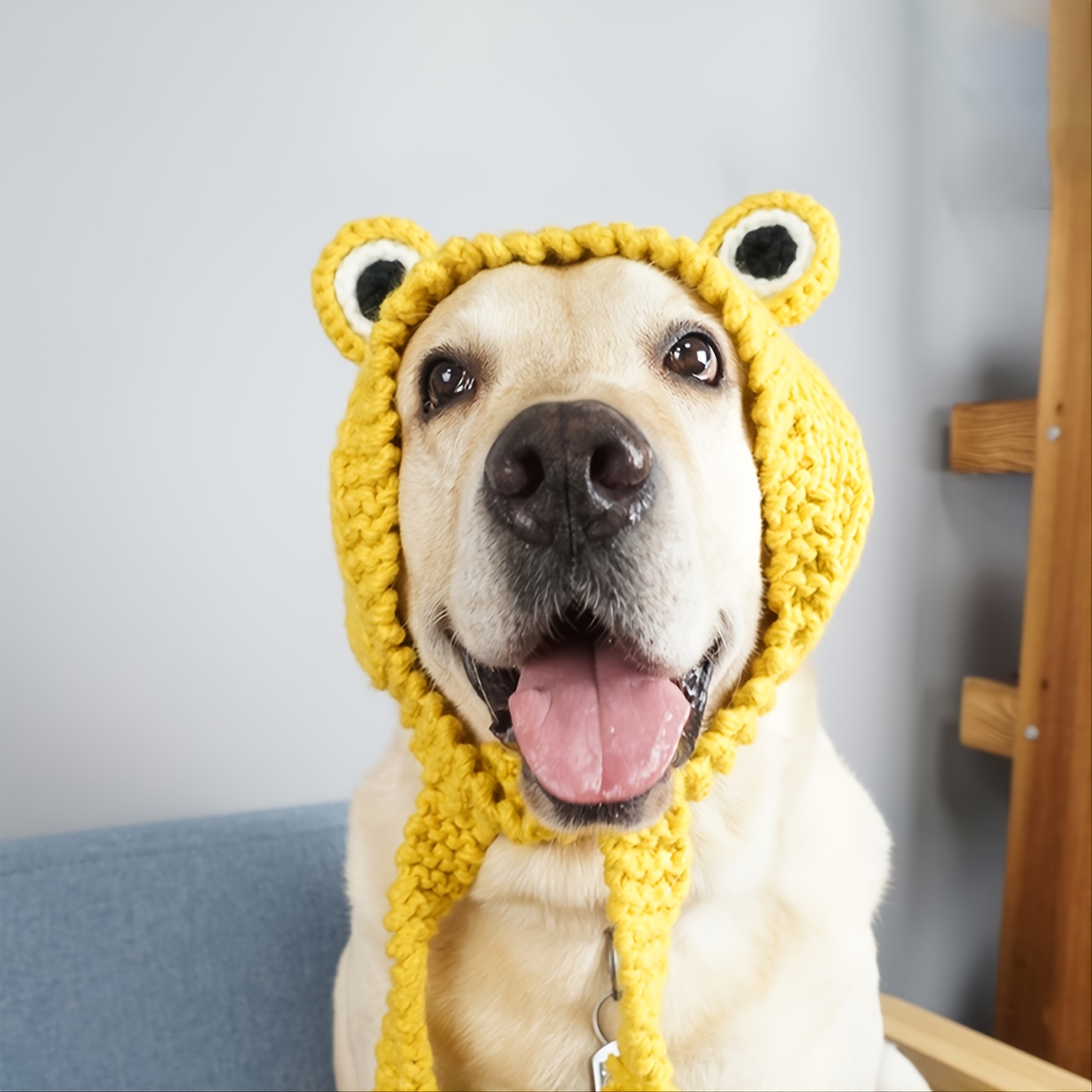 Dog Hat (One Size) | Wild One